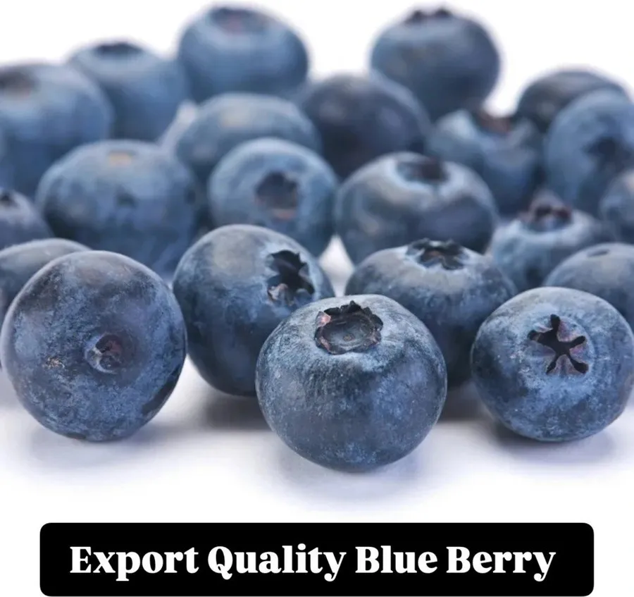 HSDL Blueberry pack