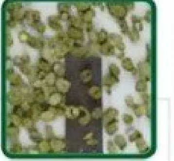 HSDL French Bean pack