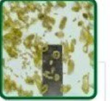 HSDL Green Chilli pack