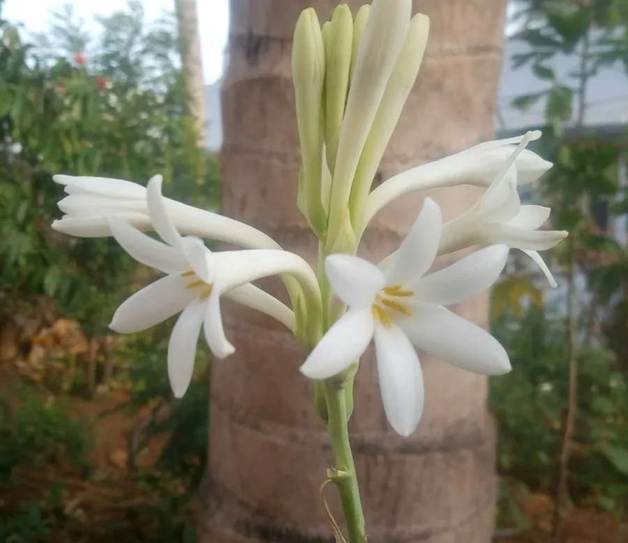HSDL Tuberose flowers